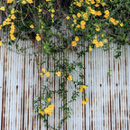 Perfect Plants Yellow Carolina Jessamine 1 Gallon | Live Shrub for Gardens | Fragrant Spring Blooms