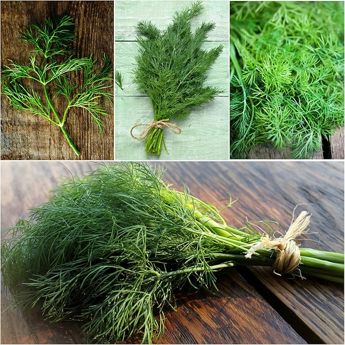 Seed Needs Cilantro & Dill Seeds for Planting Fresh Kitchen Herbs - Non-GMO Heirloom & Untreated Perennial Herb Seed to Plant a Culinary Garden Indoors or Outdoors (2 Pack Duo)