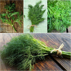 Seed Needs Italian Parsley & Dill Seeds for Planting Fresh Kitchen Herbs - Non-GMO Heirloom & Untreated Perennial Herb Seed to Plant a Culinary Garden Indoors or Outdoors (2 Pack Duo)
