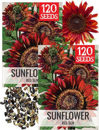 Seed Needs Sunflower Seeds for Planting Red Sun Sunflowers - Heirloom & Open Pollinated Annual Flowering Plants to Grow a Butterfly Garden to Attract Pollinators (2 Packs)