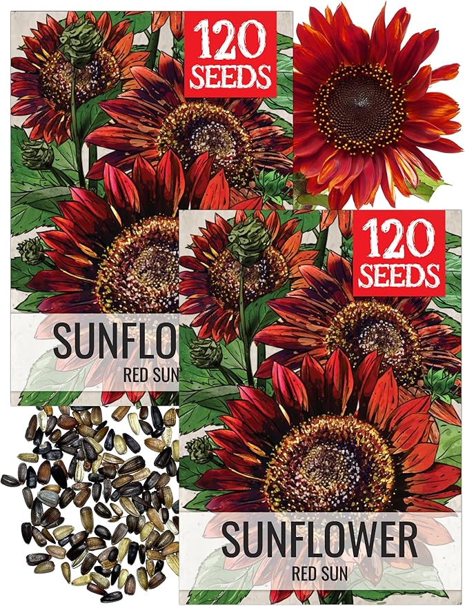 Seed Needs Sunflower Seeds for Planting Red Sun Sunflowers - Heirloom & Open Pollinated Annual Flowering Plants to Grow a Butterfly Garden to Attract Pollinators (2 Packs)