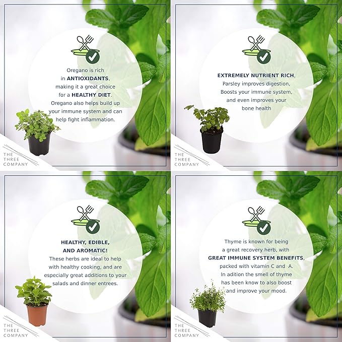 Live Aromatic and Edible Herb Assortment (Rosemary, Eucalyptus, Mint, Lemon Balm, Other Assorted Herbs), 6 Plants Per Pack