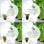 Live Aromatic and Edible Herb Assortment (Rosemary, Eucalyptus, Mint, Lemon Balm, Other Assorted Herbs), 6 Plants Per Pack