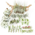 48 Air Plant Variety Pack - Live Tillandsia Succulent House Plants - Wholesale and Bulk - Home and Garden Decor - Easy Care Indoor and Outdoor Plants