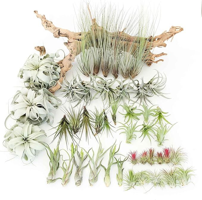 48 Air Plant Variety Pack - Live Tillandsia Succulent House Plants - Wholesale and Bulk - Home and Garden Decor - Easy Care Indoor and Outdoor Plants