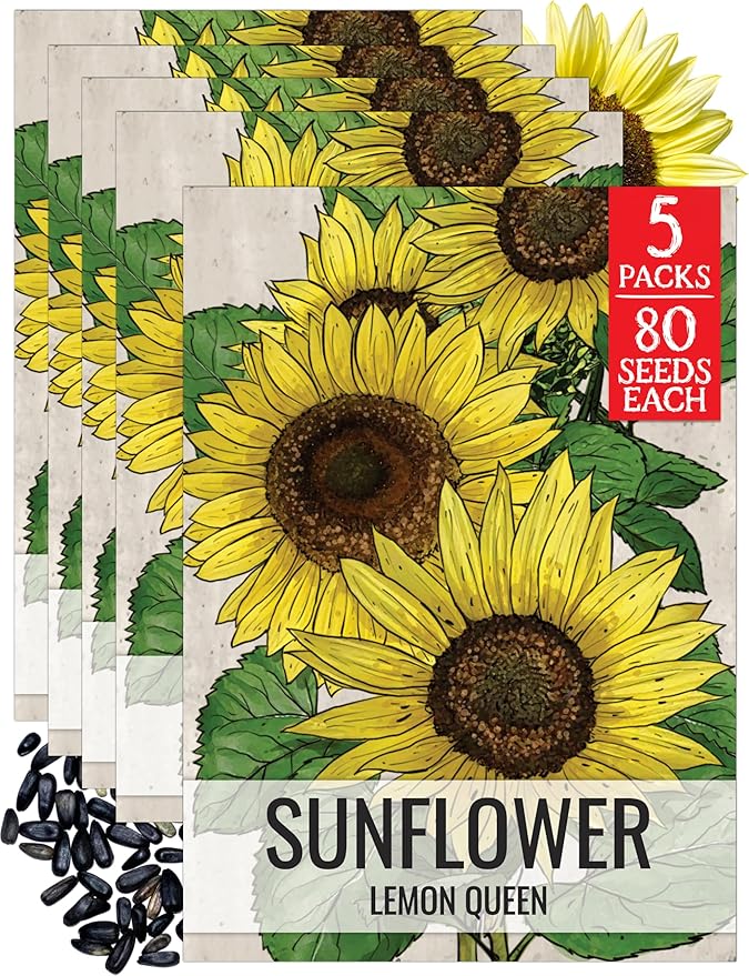 Seed Needs Sunflower Seeds for Planting Lemon Queen Sunflowers - Heirloom & Open Pollinated Flower Seed to Plant & Grow an Outdoor Home Grown Butterfly Garden (5 Packs)