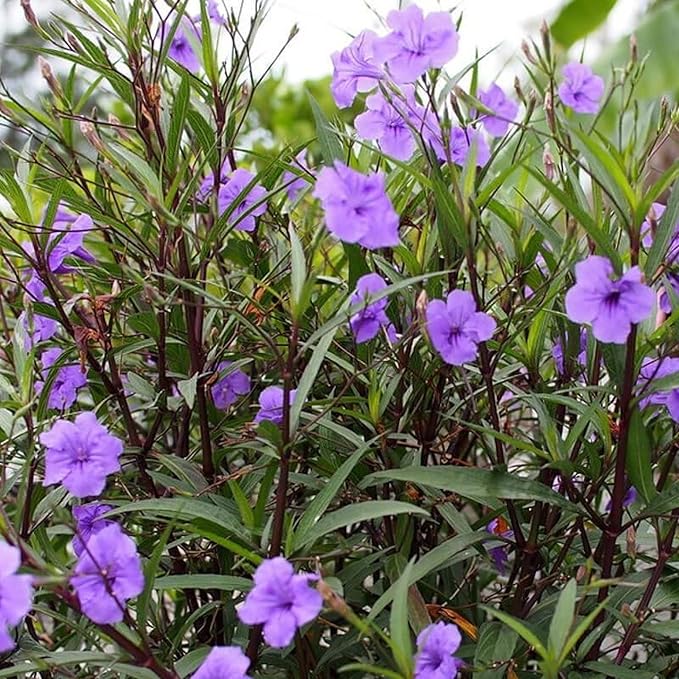 Chalily Blue Bells, a Great Live Pond Plant for Your Water Garden. Filters koi and Goldfish Ponds. Good for Bogs, Plant Shelf or Shallow Water This marginal Aquatic is a Real Beauty