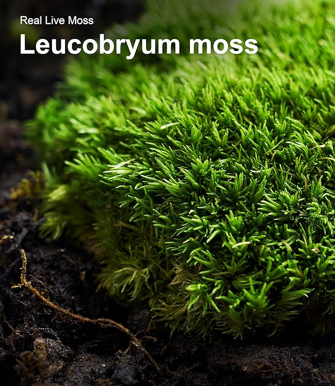 Fresh Real Live Moss Variety Pack for Orchids & Mini Landscapes DIY Terrariums, Bonsai, Reptile Habitats & Potted Plants | Revives Quickly with Mist, Soft Green Texture (Whole 8"x8" Leucobryum Moss)
