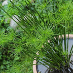 Chalily Dwarf Papyrus, a Great Live Pond Plant for Your Water Garden. Filters koi and Goldfish Ponds. Good for Bogs, Plant Shelf or Shallow Water This marginal Aquatic is a Real Beauty