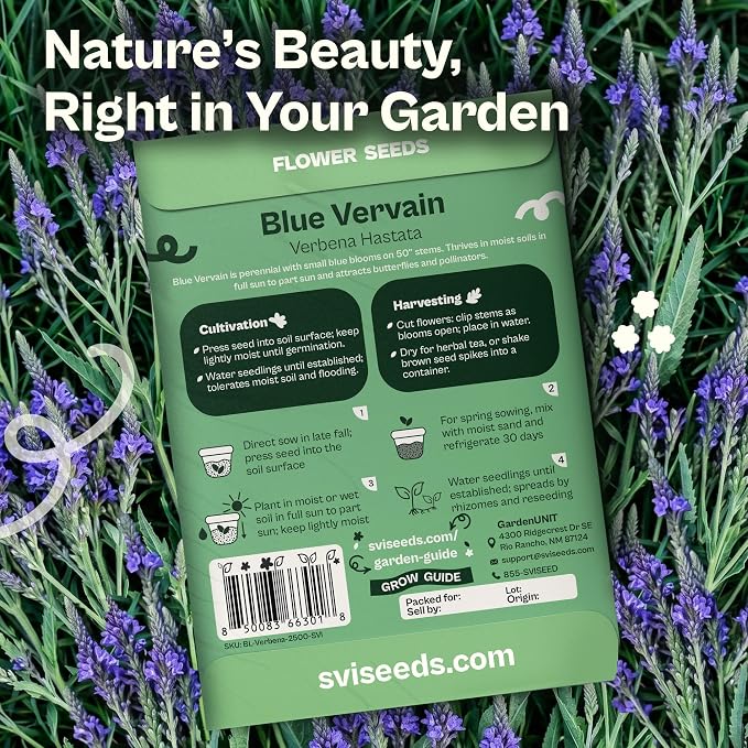 SVI 2500 Blue Vervain Seeds (Verbena hastata) – Vervain Herb, Verbena Seed Packets Bulk – Tall Wildflower, Native Perennial Flower Seeds Packets Outdoor Flower Garden, Meadows, Containers