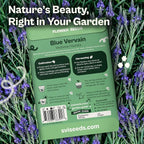 SVI 2500 Blue Vervain Seeds (Verbena hastata) – Vervain Herb, Verbena Seed Packets Bulk – Tall Wildflower, Native Perennial Flower Seeds Packets Outdoor Flower Garden, Meadows, Containers
