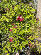 Lady Margaret Passiflora Live Plant | 5-9" Tall | Rare Raspberry Red Passion Flower Vine | Hardy Zone 8-11 | Fast-Growing Indoor/Outdoor Patio Climber | Exotic Hummingbird Attractor