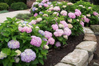 Brighter Blooms - Endless Summer® The Original Reblooming Hydrangea, 1 Gallon - No Shipping to AK, AZ, HI