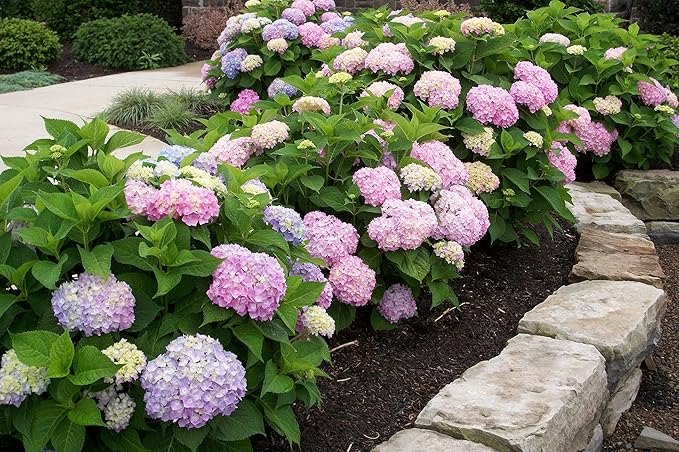 Brighter Blooms - Endless Summer® The Original Reblooming Hydrangea, 1 Gallon - No Shipping to AK, AZ, HI