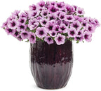 Proven Winners® Petunia Plant - Supertunia Bordeaux - 4 Pack - Annual Flower for Spring & Summer Blooms - 6" Tall x 6" Wide, 1.56 Pt Pot