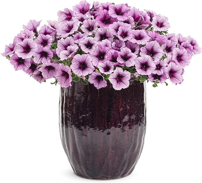 Proven Winners® Petunia Plant - Supertunia Bordeaux - 4 Pack - Annual Flower for Spring & Summer Blooms - 6" Tall x 6" Wide, 1.56 Pt Pot