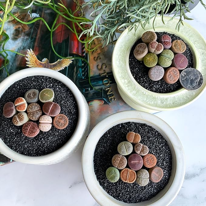 Lithops Large Random Mix Rare Live Succulent Plants, 10 Pcs Succulent Live Plant, Bare Root Without Pot & Soil, Indoor Office Desk Decoration, Friend Plant Lovers Gifts