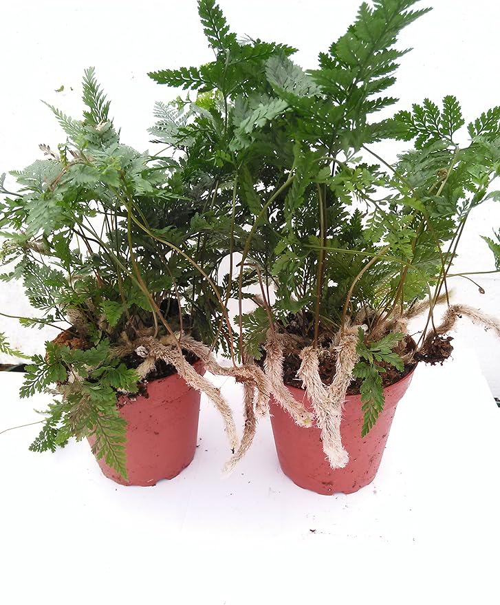 Two White Rabbit's Foot Fern 4" Pot - Davallia