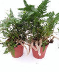 Two White Rabbit's Foot Fern 4" Pot - Davallia