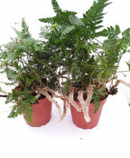 Two White Rabbit's Foot Fern 4" Pot - Davallia