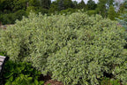 Live Plant from Green Promise Farms - Cornus alba, Ivory Halo Dogwood #3 Gallon Size Container Yellow Flowers - This Plant Does NOT Ship to AZ, CA, HI, ID, MT, NV, OR, PR, UT & WA!!!