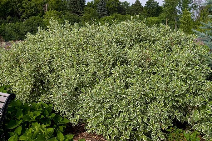 Live Plant from Green Promise Farms - Cornus alba, Ivory Halo Dogwood #3 Gallon Size Container Yellow Flowers - This Plant Does NOT Ship to AZ, CA, HI, ID, MT, NV, OR, PR, UT & WA!!!