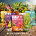 KVITER 100 Red Trumpet Vine Seeds for Planting (Campsis Radicans) – Trumpet Creeper, Organic & Heirloom Hummingbird Vine – Perennial Flower Seeds to Plant Outside – Fences, Trellises & Outdoor Garden