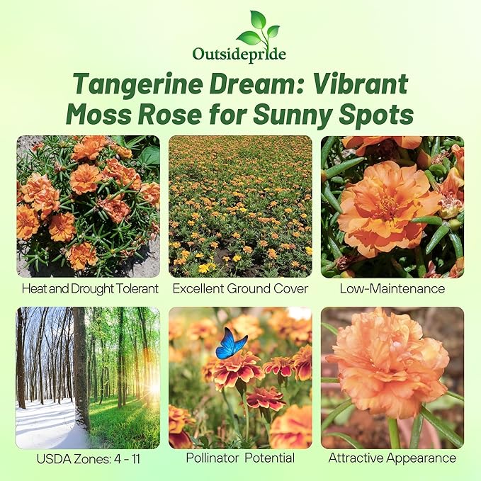Outsidepride Tangerine Moss Rose Seeds - 250 Pcs Annual, Drought & Heat Tolerant, Pollinator Friendly Ground Cover Seeds for Planting w/Vibrant Blooms & Succulent Foliage, Ideal for Xeriscaping