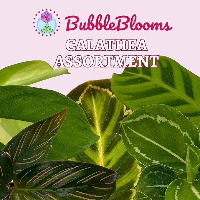 BubbleBlooms Calathea Assortment Set, 2 inch pots, 5 Different Prayer Plants, pet Friendly Indoor Low Light
