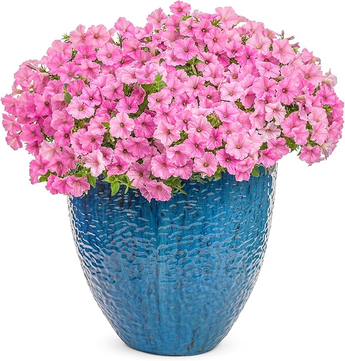 Proven Winners® Petunia Plant - Supertunia Vista Bubblegum - 4 Pack - Annual Flower for Spring & Summer Blooms - 6" Tall x 6" Wide, 1.56 Pt Pot
