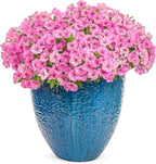 Proven Winners® Petunia Plant - Supertunia Vista Bubblegum - 4 Pack - Annual Flower for Spring & Summer Blooms - 6" Tall x 6" Wide, 1.56 Pt Pot