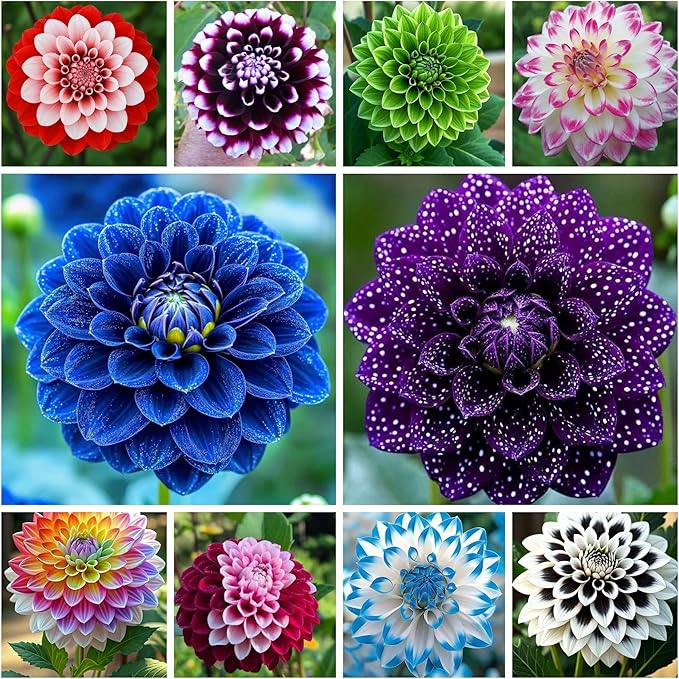 300+ Mix Dahlia Seeds for Planting - Rare Dahlia Pompon Flower Seeds Variabilis Beautiful Annual Outdoor