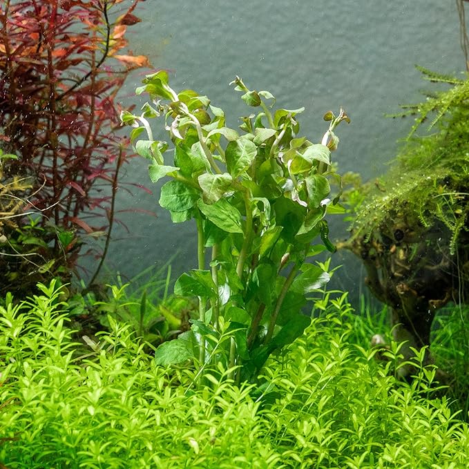 SubstrateSource Live Aquarium Stem Plants - Freshwater Aquatic Plant for Fish Tanks, Aquascaping - (Ludwigia Senegalensis, 1 Bunch)