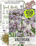 Seed Needs Valerian Seeds for Planting Stink Root Plants - Non-GMO Heirloom & Untreated Perennial Medicinal Herb Seed to Plant a Home Grown Outdoor Garden (1 Pack)