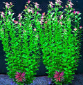 2 pcs Aquarium Decor Plants 21 Inches Extra Large Artificial Plastic Fish Tank Plants, Tall Fish Tank Decorations