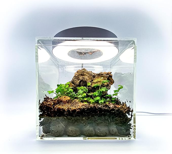 Generic Tiny Terrarium Kit for Springtails (4x4 inch) - BioActive Enclosure, Live Tropical Plants, LED Grow Light, Soil & Drainage, White
