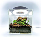 Generic Tiny Terrarium Kit with Isopods (6x6 inch) - DIY Starter Kit, BioActive Enclosure, Live Tropical Plants, LED Grow Light, Soil & Drainage, White