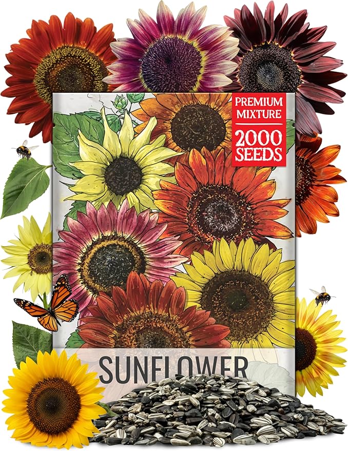 Seed Needs Sunflower Seeds to Plant Sunset Blend 7 Varieties Mix | 2000+ Seeds Helianthus Annuus Heirloom Open Pollinated Bulk Flower Seed | Multicolored Sun Flowers Garden Favorite