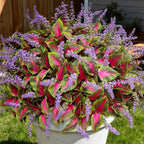 12 Bundles Artificial Coleus Flowers | UV Resistant No Fade Silk Faux Plants | Spring Summer Outdoor Fake Greenery for Garden Patio Planters Front Porch Pathway Decor (Pink)