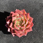 FWPP Succulents Plants Live Echeveria Small Conch,Mini Succulents Red 3 inches Mini Succulents,Bare Root Without Pot,Succulent Plant Live Decoration Plant Gifts