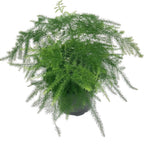 Exotic Fern Assortment - 5 Live Plants in 4 Inch Pots - Rare and Exotic Ferns from Florida - Growers Choice Based On Health, Beauty and Availability - Beautiful Clean Air Indoor Outdoor Ferns