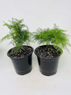 Two Fern Leaf Plumosus Asparagus Fern 4.5" Unique Design Pot - Easy to Grow - Great Houseplant from Jm Bamboo