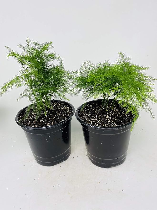 Two Fern Leaf Plumosus Asparagus Fern 4.5" Unique Design Pot - Easy to Grow - Great Houseplant from Jm Bamboo