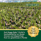 Better-Gro Easy-Growing Brassavola Hybrid, Procatavola Key Lime Stars, 4" Live Plant, Blooms in 6-12 Months with Proper Care, White and Green Star-Shaped Bloom, Fragrant, Selected by Master Growers