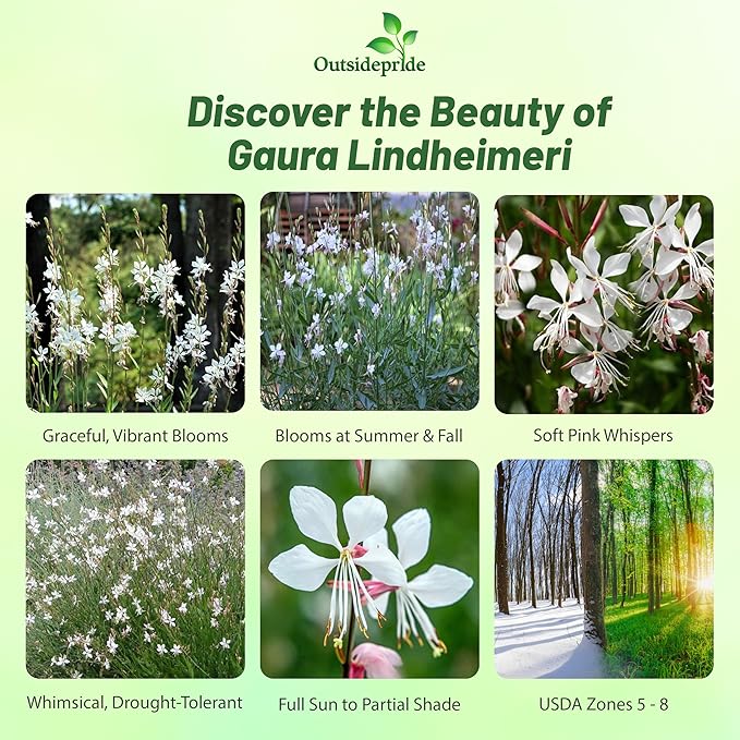 Outsidepride Gaura Seeds - 200 Pcs. Perennial, Drought Tolerant & Low Maintenance, Flower Seeds for Planting Easy to Grow, Vibrant & Tall White-Pink Blooms for Xeriscaping & Pollinator Gardens