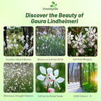 Outsidepride Gaura Seeds - 200 Pcs. Perennial, Drought Tolerant & Low Maintenance, Flower Seeds for Planting Easy to Grow, Vibrant & Tall White-Pink Blooms for Xeriscaping & Pollinator Gardens