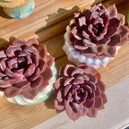 Live Succulents Plants Echeveria Black Mamba 3 inches,Rare Black Red Succulents Bare Root Without Pot Soil, Live Plants Indoor Office Decoration Wedding and Gift