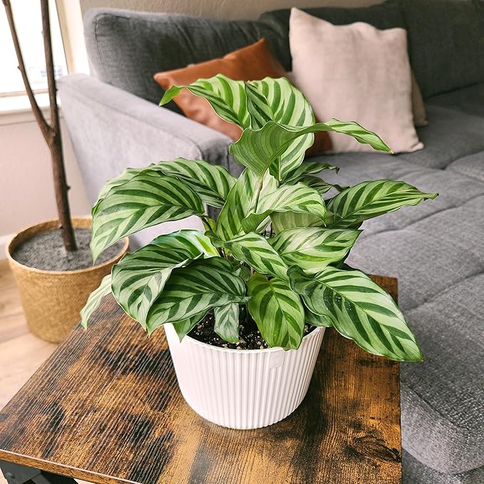 Plants for Pets Peacock Calathea 'Freddie', Pet Friendly Prayer Decor in 6" White Pot, Live Houseplant Gift, Cat Safe, Decorative Desk House Plants by Plants for Pets