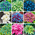 250+ USA Premium Seeds Rare Perennial Hosta Flower Seed for Planting Outdoors Garden Home Beauties