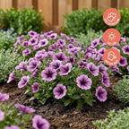 Proven Winners® Petunia Plant - Supertunia Bordeaux - 2 Pack - Annual Flower for Spring & Summer Blooms - 6" Tall x 6" Wide, 1.56 Pt Pot